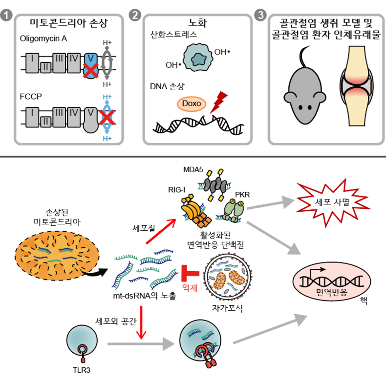 골관절염의 발병 메커니즘 모식도. (사진=KAIST 제공)