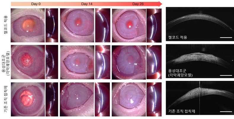각막궤양 자체복구하는 접착제. (사진=POSTECH 제공)