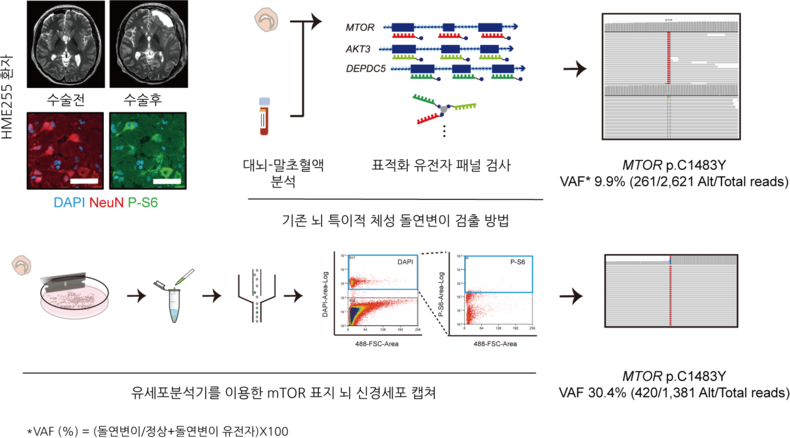 초극소수준 체성돌연변이 검출 방법. (사진=KAIST 제공)