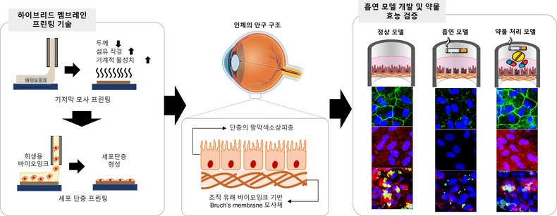 흡연이 안구에 미치는 영향. (사진=POSTECH 제공)