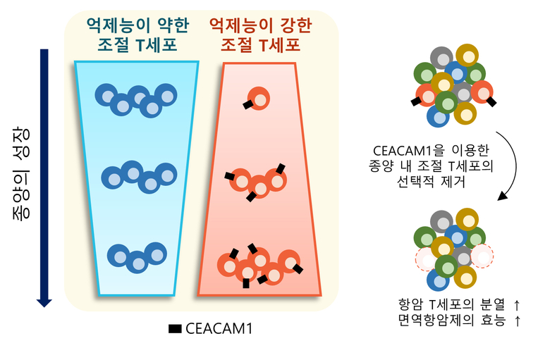 면역세포의 암세포 제거 능력을 저해하는 조절 T세포만을 골라서 제거할 수 있는 암 면역치료법. (사진=KAIST 제공)