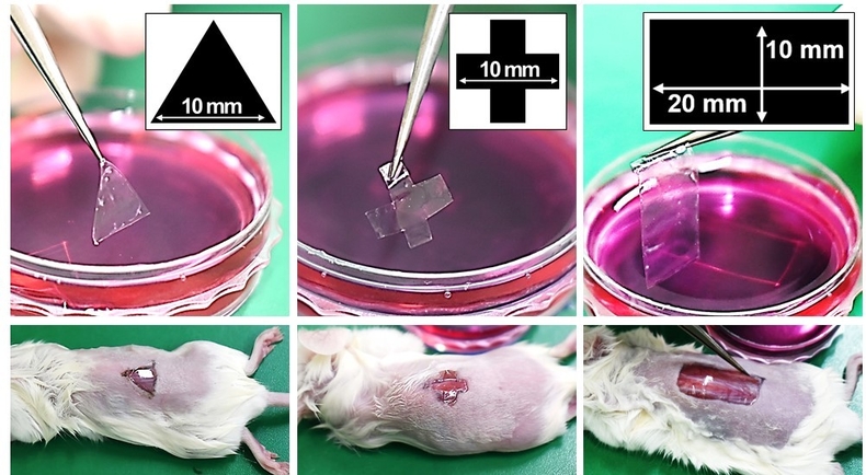 손쉽게 잘라서 상처에 바로 이식이 가능한 세포 스티커. (사진=POSTECH 제공)